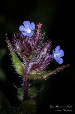 Lycopsis arvensis L. 3.Kép