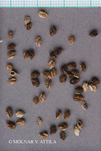 Lycopsis arvensis L. 4.Kép