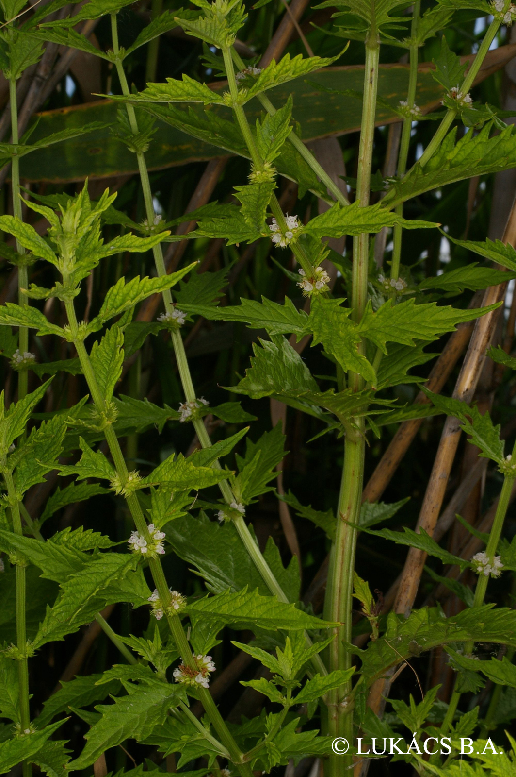 Lycopus europaeus L.
