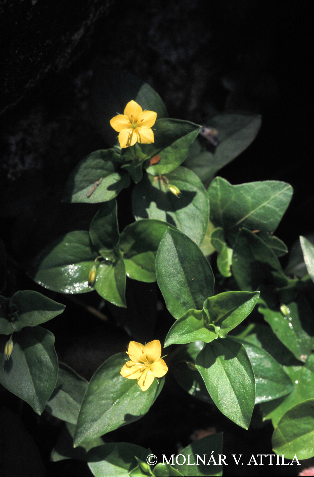 Lysimachia nemorum L.