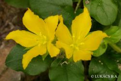 Lysimachia nummularia L. 2.Image