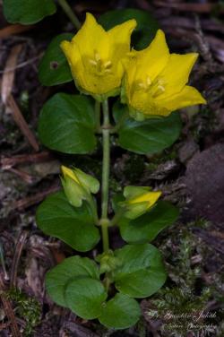 Lysimachia nummularia L. 3.Image