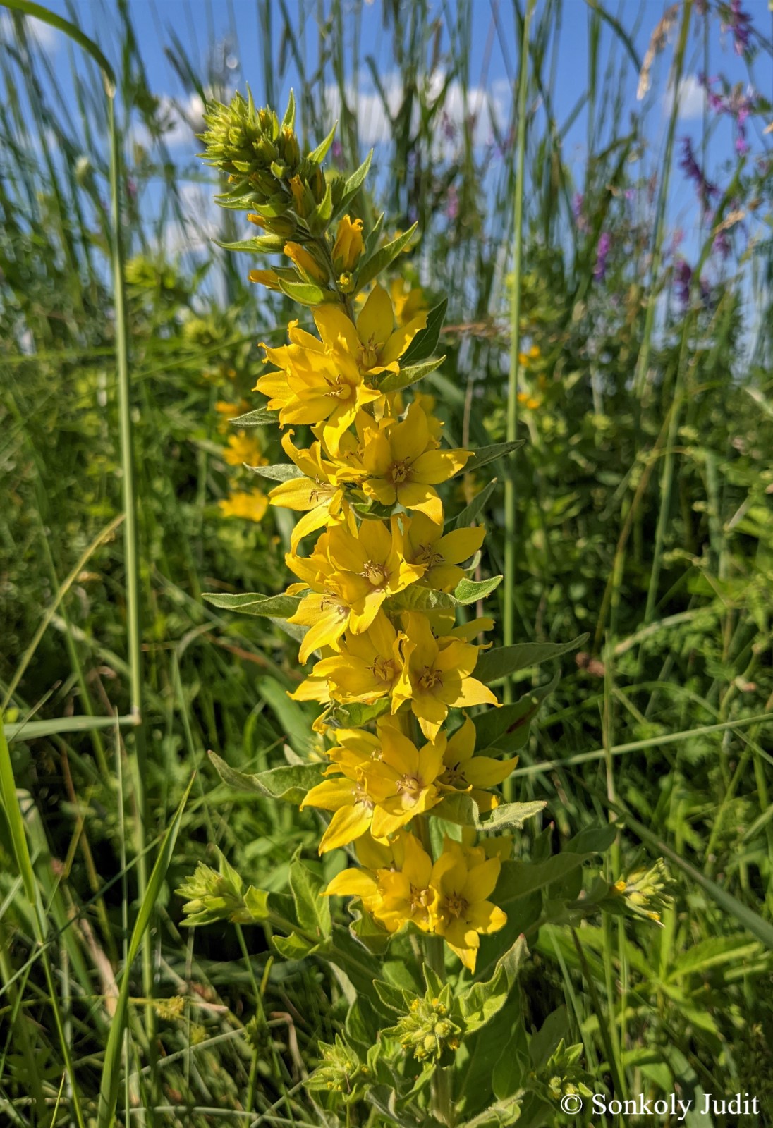 Lysimachia punctata L.