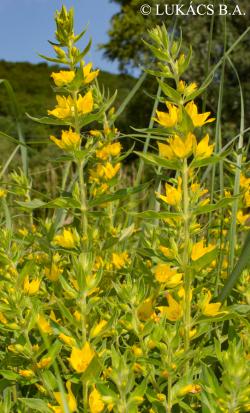 Lysimachia punctata L. 2.Image