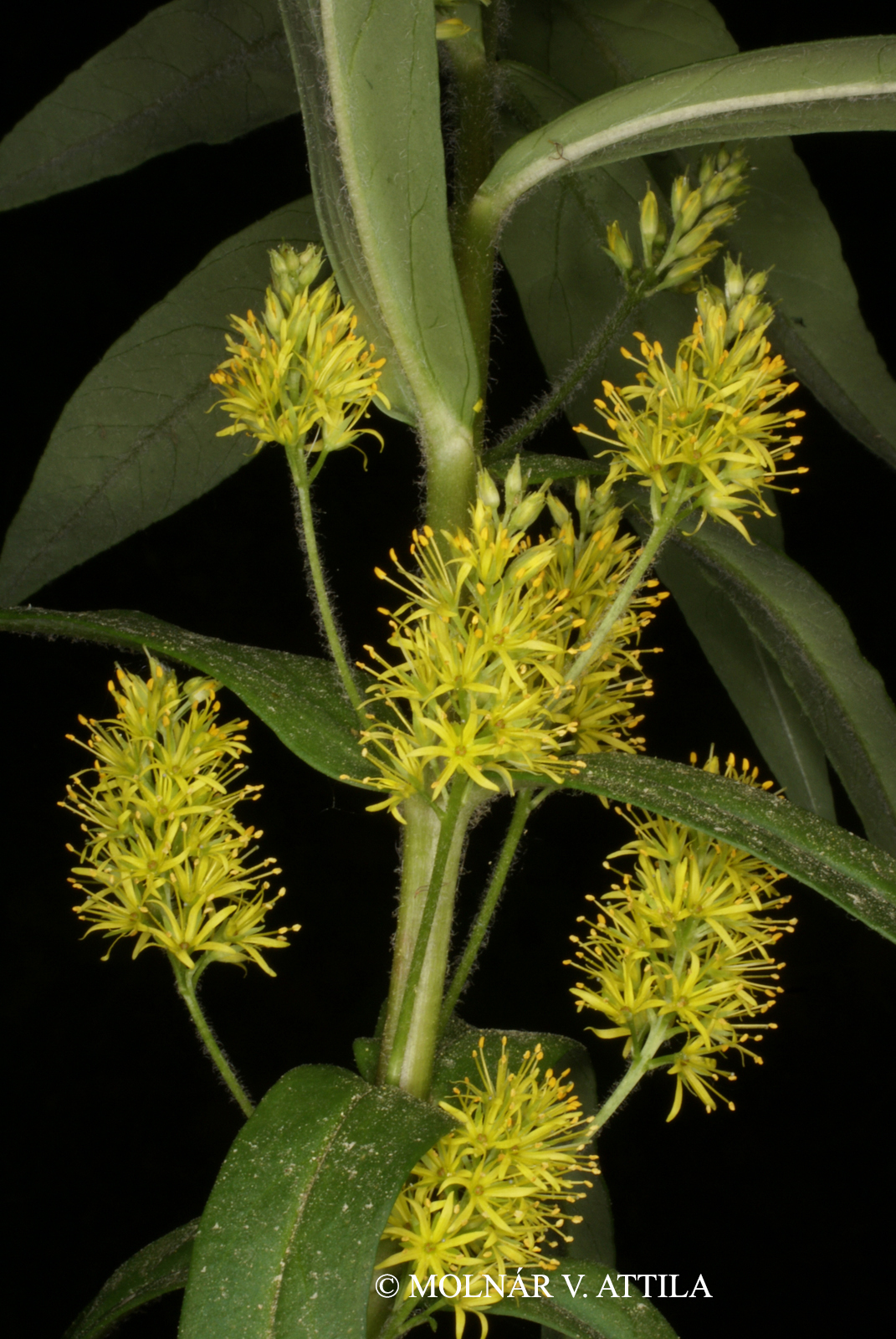 Lysimachia thyrsiflora L.