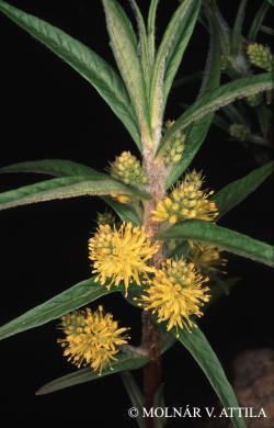 Lysimachia thyrsiflora L. 2.Image