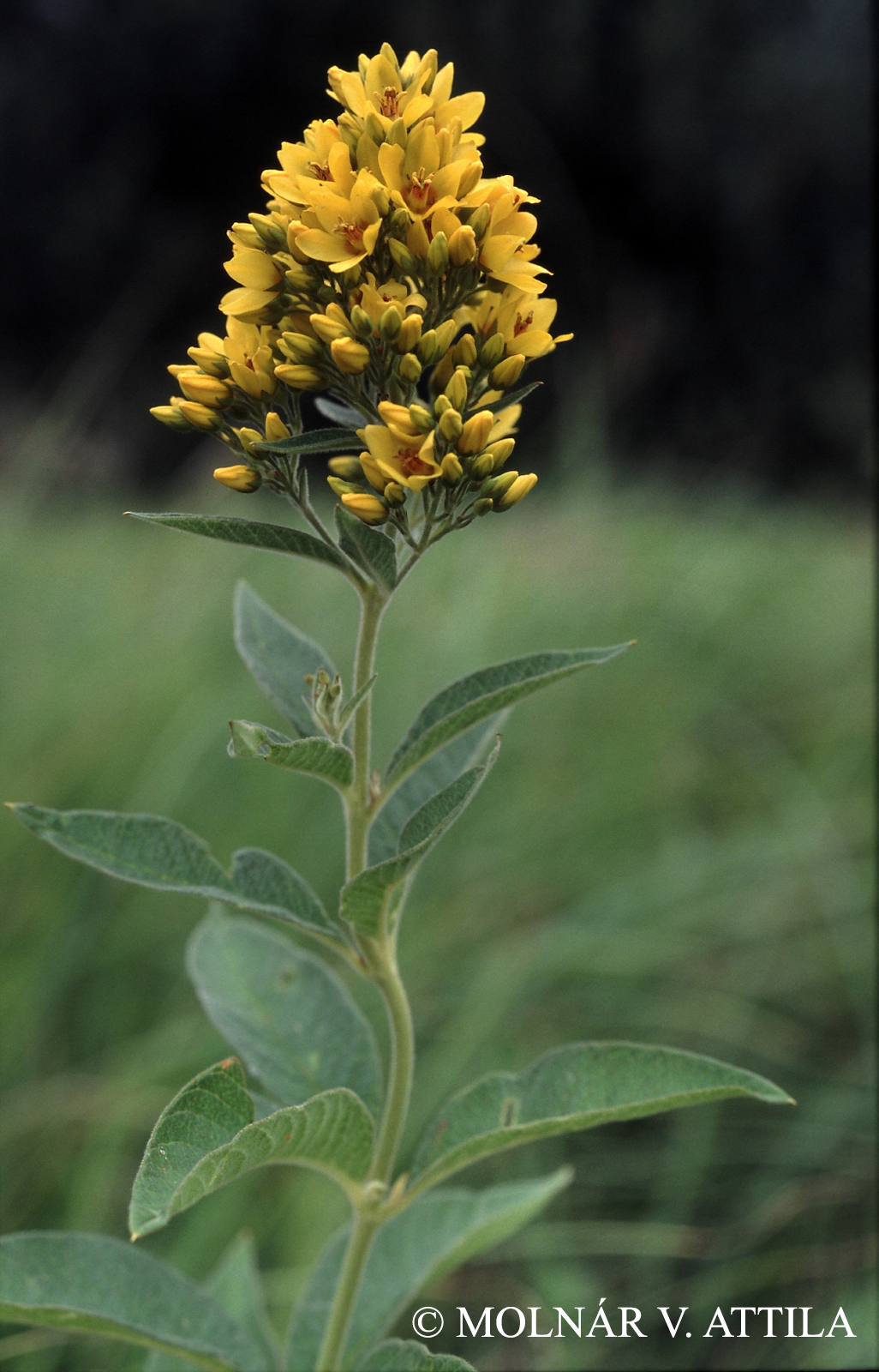 Lysimachia vulgaris L.