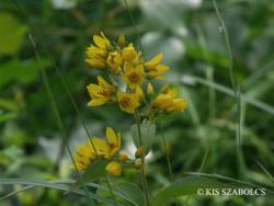 Lysimachia vulgaris L. 2.Image