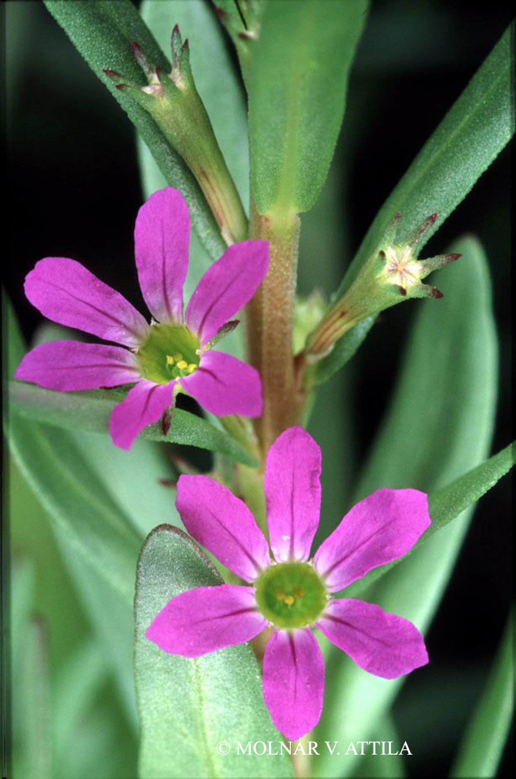 Lythrum hyssopifolia L.