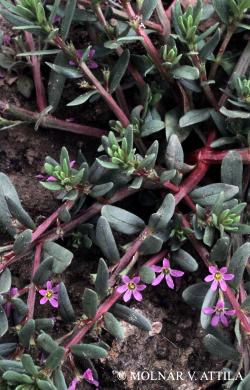 Lythrum hyssopifolia L. 2.Image