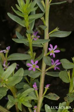 Lythrum hyssopifolia L. 3.Image