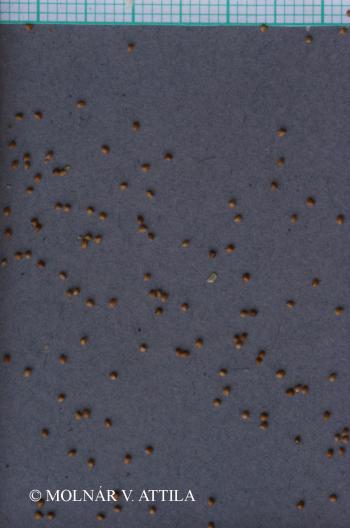 Lythrum hyssopifolia L. 4.Image