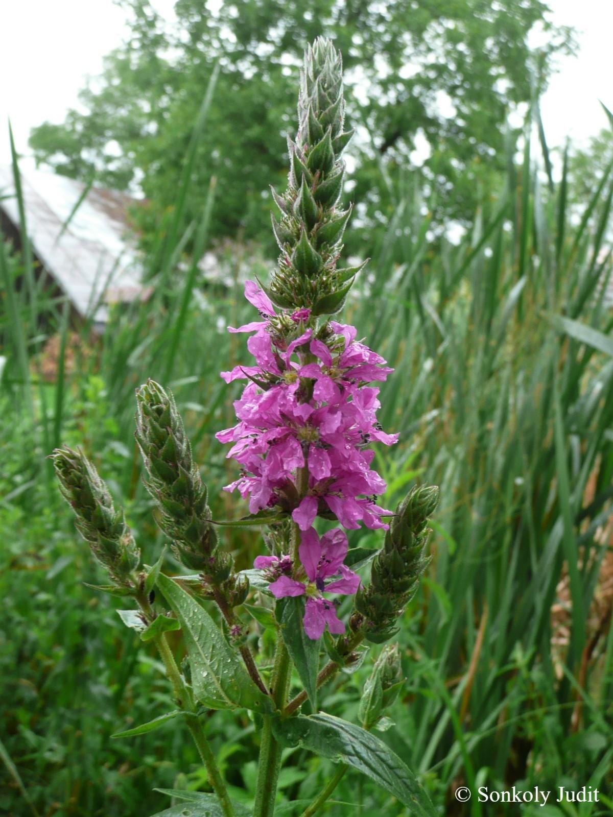 Lythrum salicaria L.