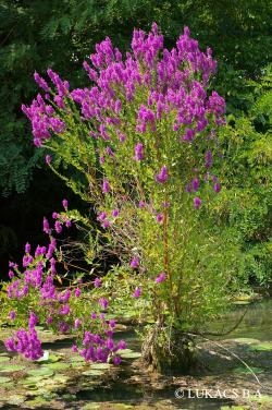 Lythrum salicaria L. 2.Image