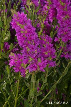 Lythrum salicaria L. 3.Image