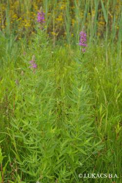 Lythrum salicaria L. 4.Image