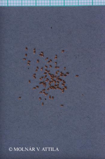 Lythrum salicaria L. 5.Image