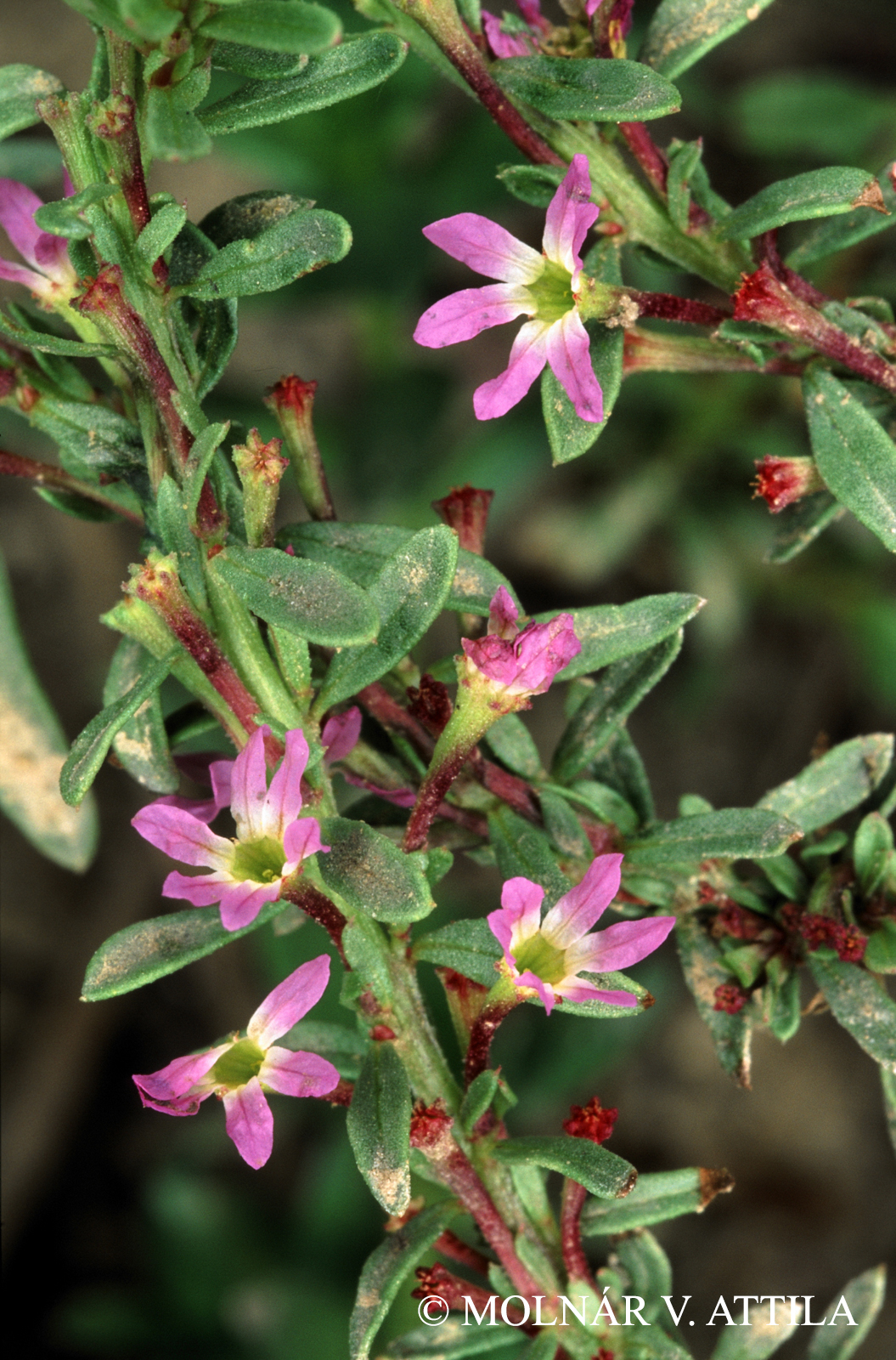 Lythrum tribracteatum Salzm.
