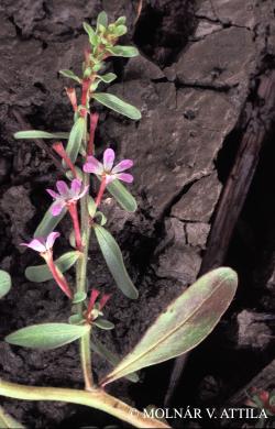 Lythrum tribracteatum Salzm. 2.Image
