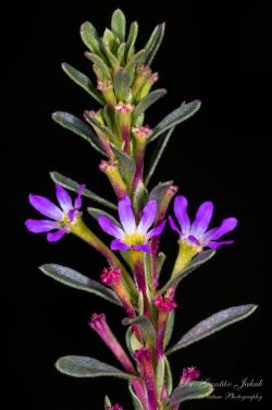 Lythrum tribracteatum Salzm. 3.Image