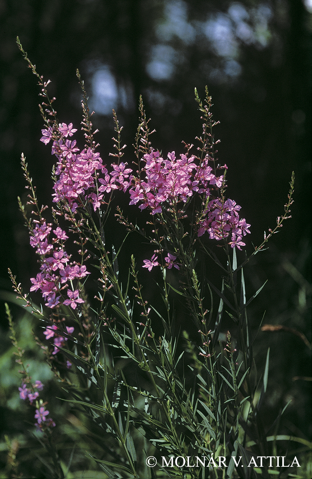 Lythrum virgatum L.
