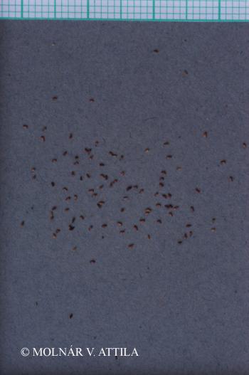 Lythrum virgatum L. 2.Image