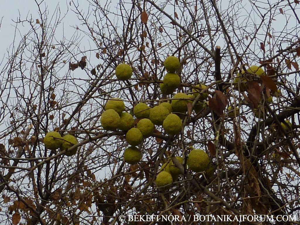 Maclura pomifera (Raf.) C.K. Schneid.
