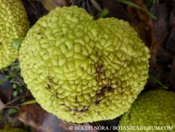 Maclura pomifera (Raf.) C.K. Schneid. 2.Image