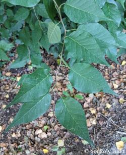 Maclura pomifera (Raf.) C.K. Schneid. 4.Image