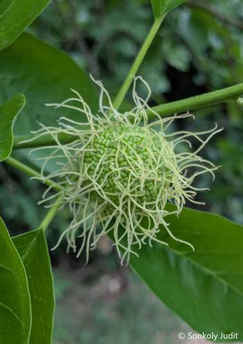 Maclura pomifera (Raf.) C.K. Schneid. 5.Kép