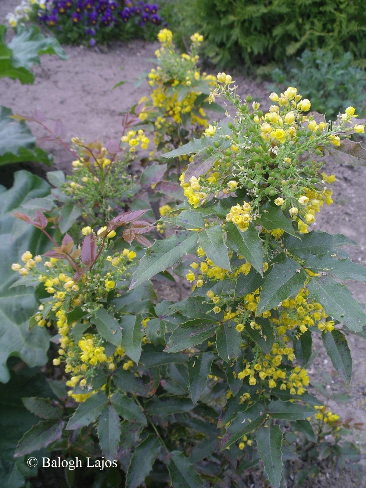 Mahonia aquifolium agg.