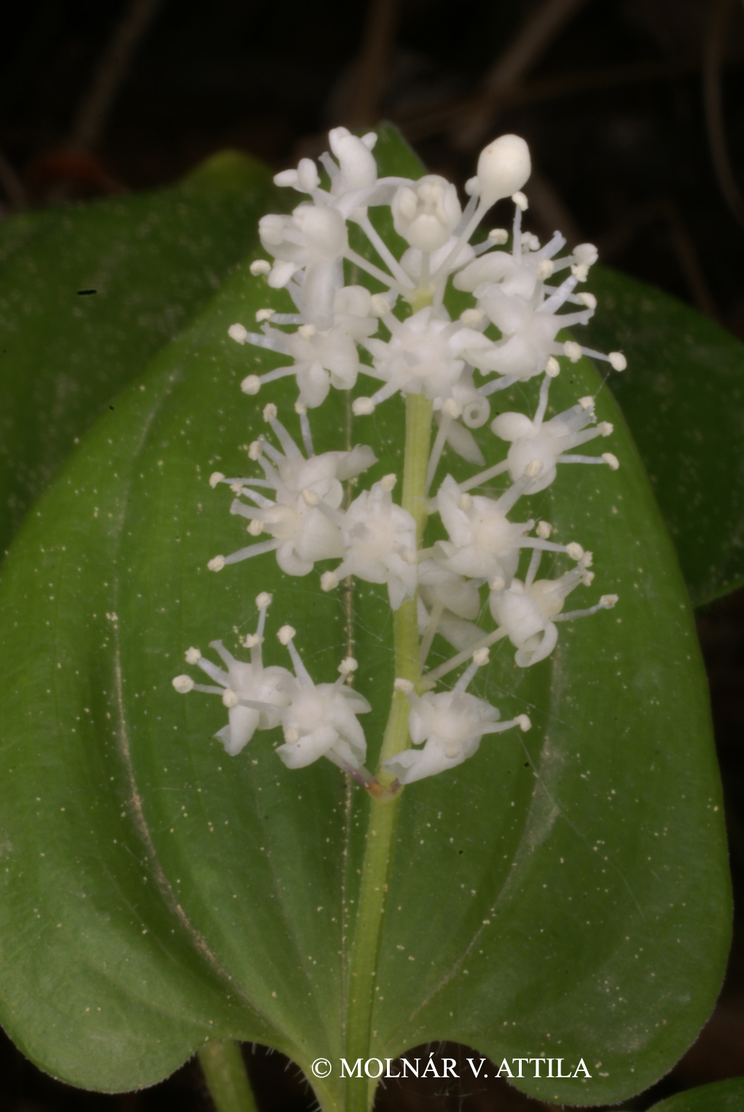 Maianthemum bifolium (L.) F.W. Schmidt