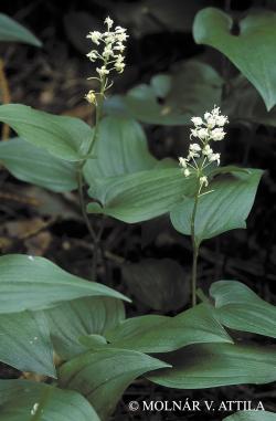 Maianthemum bifolium (L.) F.W. Schmidt 2.Image