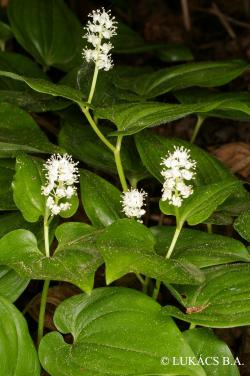 Maianthemum bifolium (L.) F.W. Schmidt 3.Image