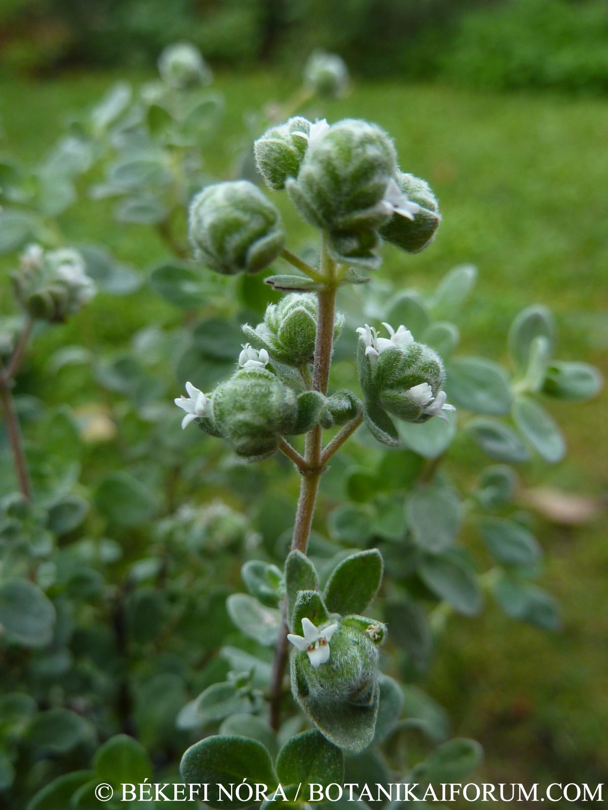 Majorana hortensis Moench