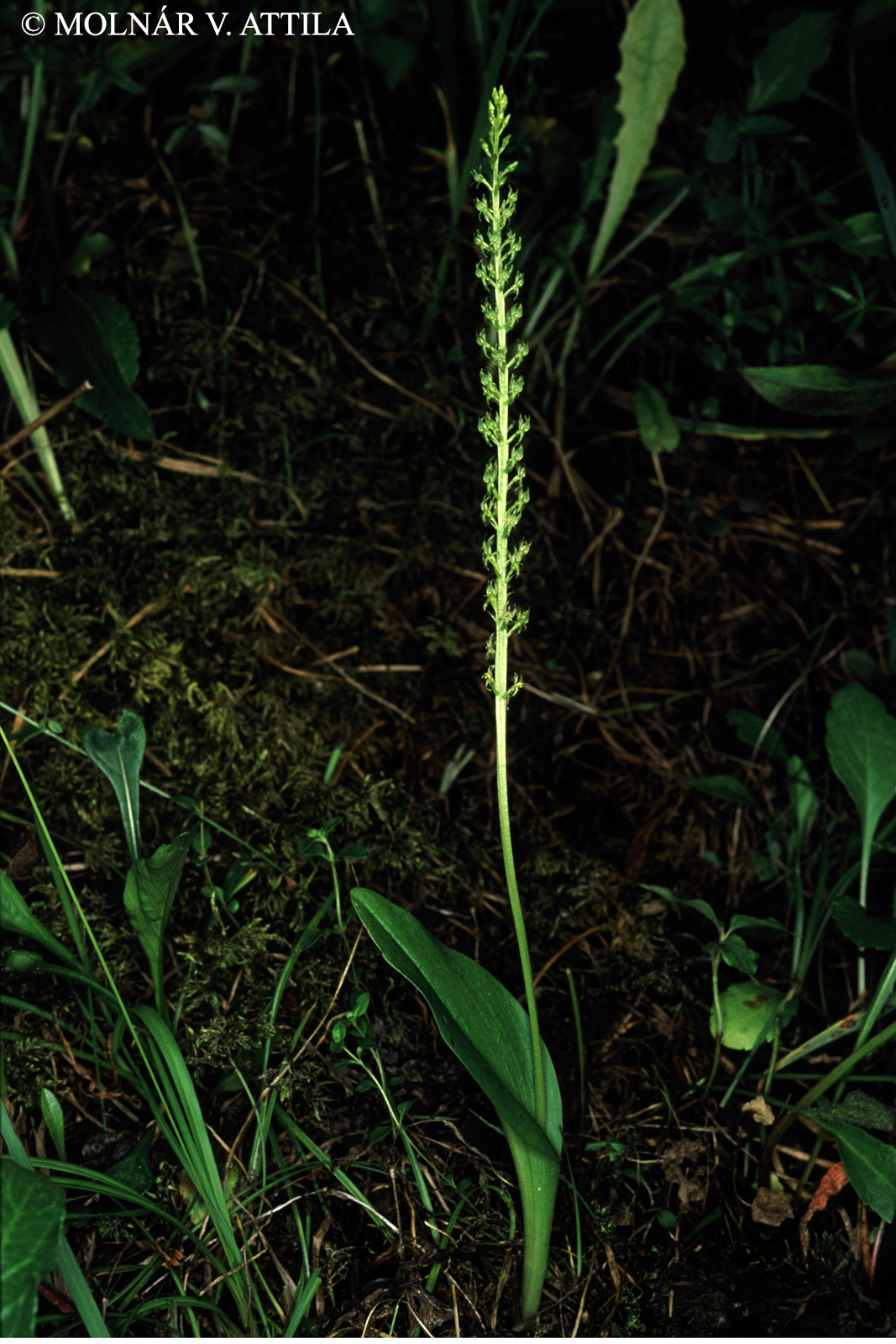 Malaxis monophyllos (L.) Sw.
