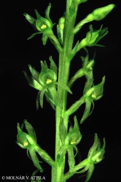 Malaxis monophyllos (L.) Sw. 2.Kép