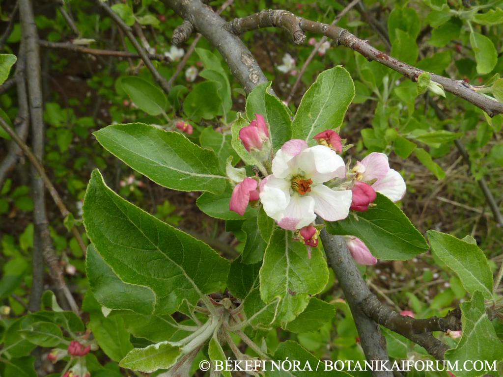 Malus domestica Borkh.