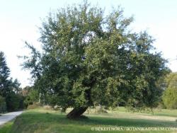 Malus domestica Borkh. 2.Image