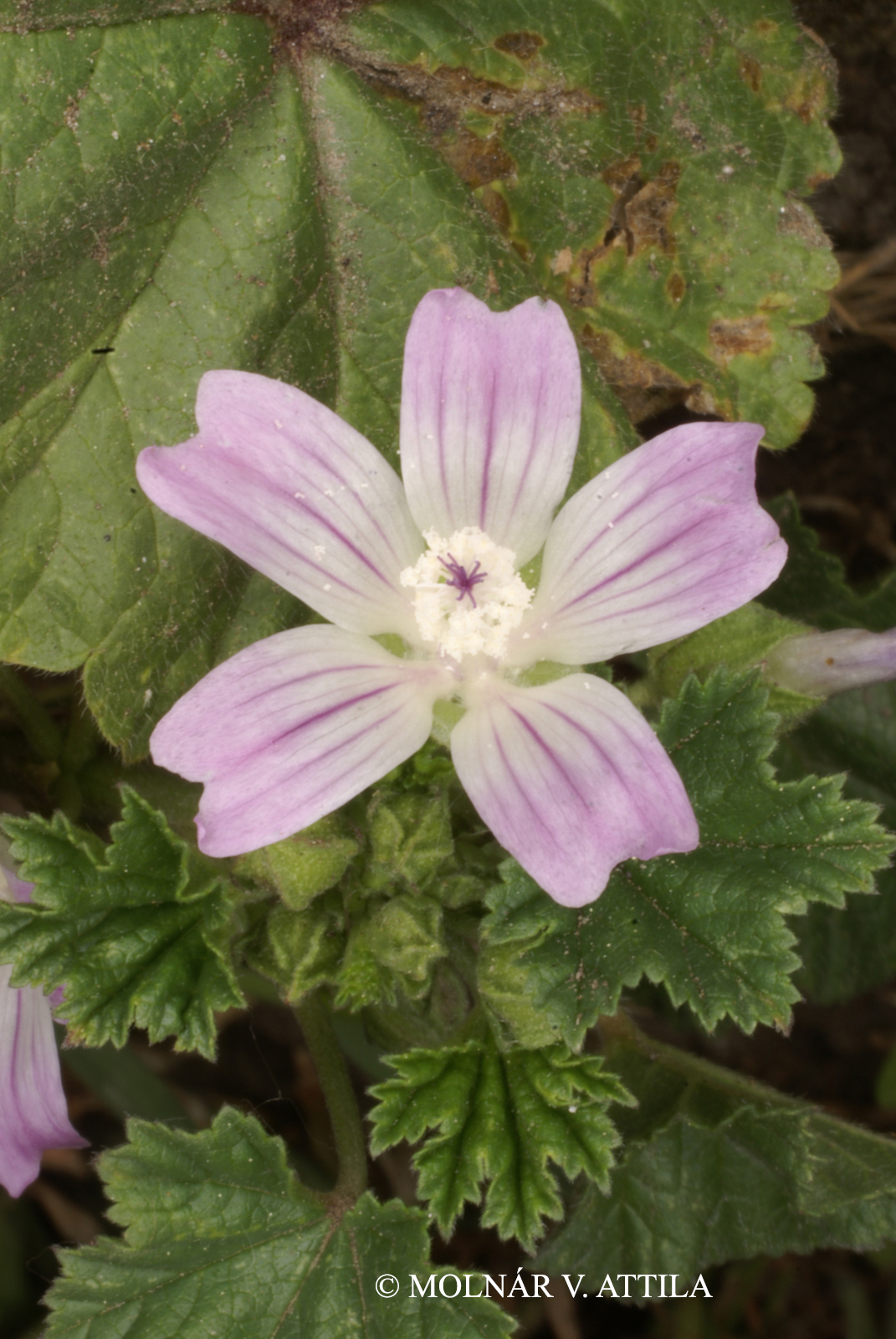 Malva neglecta Wallr.