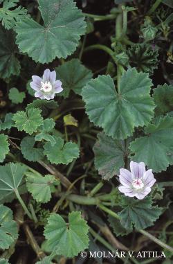 Malva neglecta Wallr. 2.Image