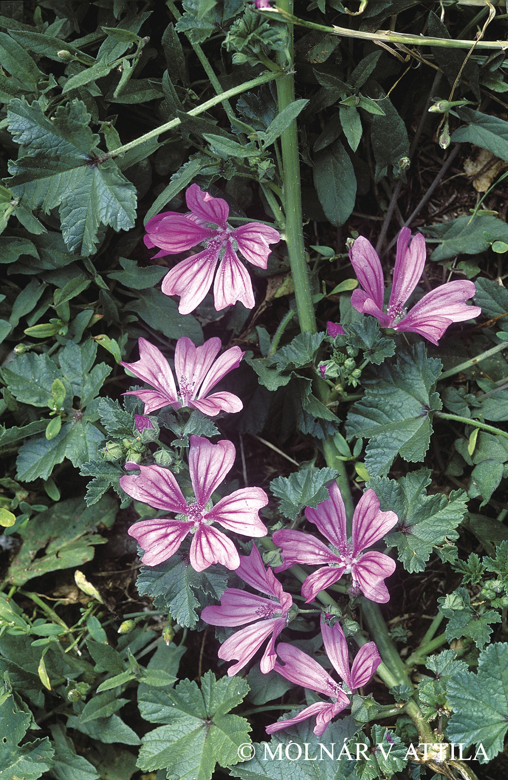 Malva sylvestris L.