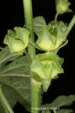 Malva sylvestris L. 2.Image