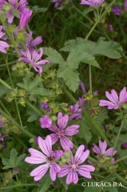 Malva sylvestris L. 3.Image