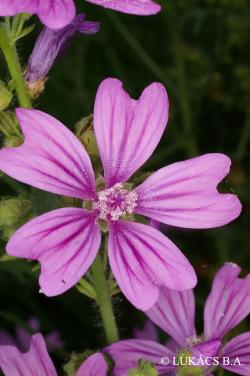 Malva sylvestris L. 4.Image
