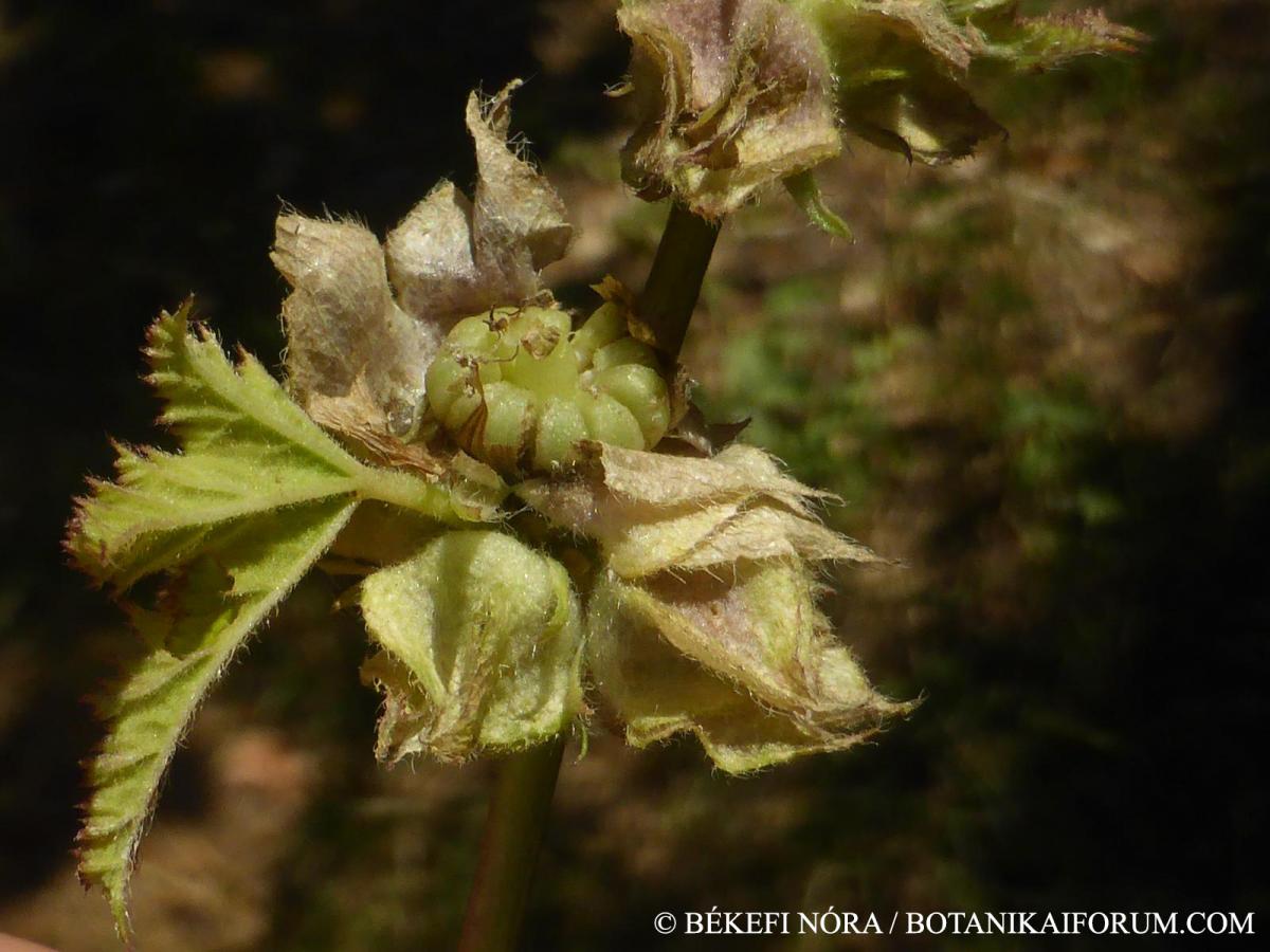 Malva verticillata L.