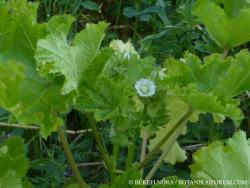 Malva verticillata L. 2.Image