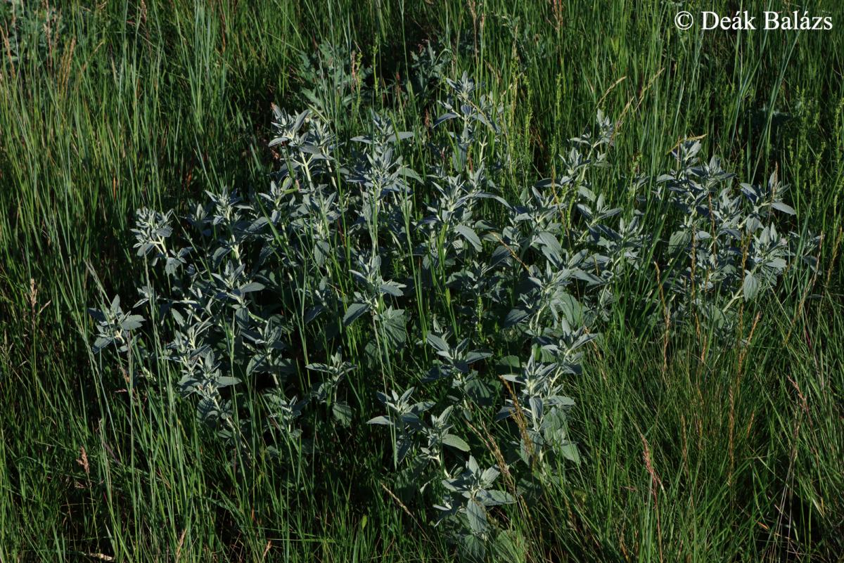 Marrubium peregrinum L.