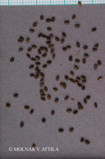 Marrubium peregrinum L. 2.Image