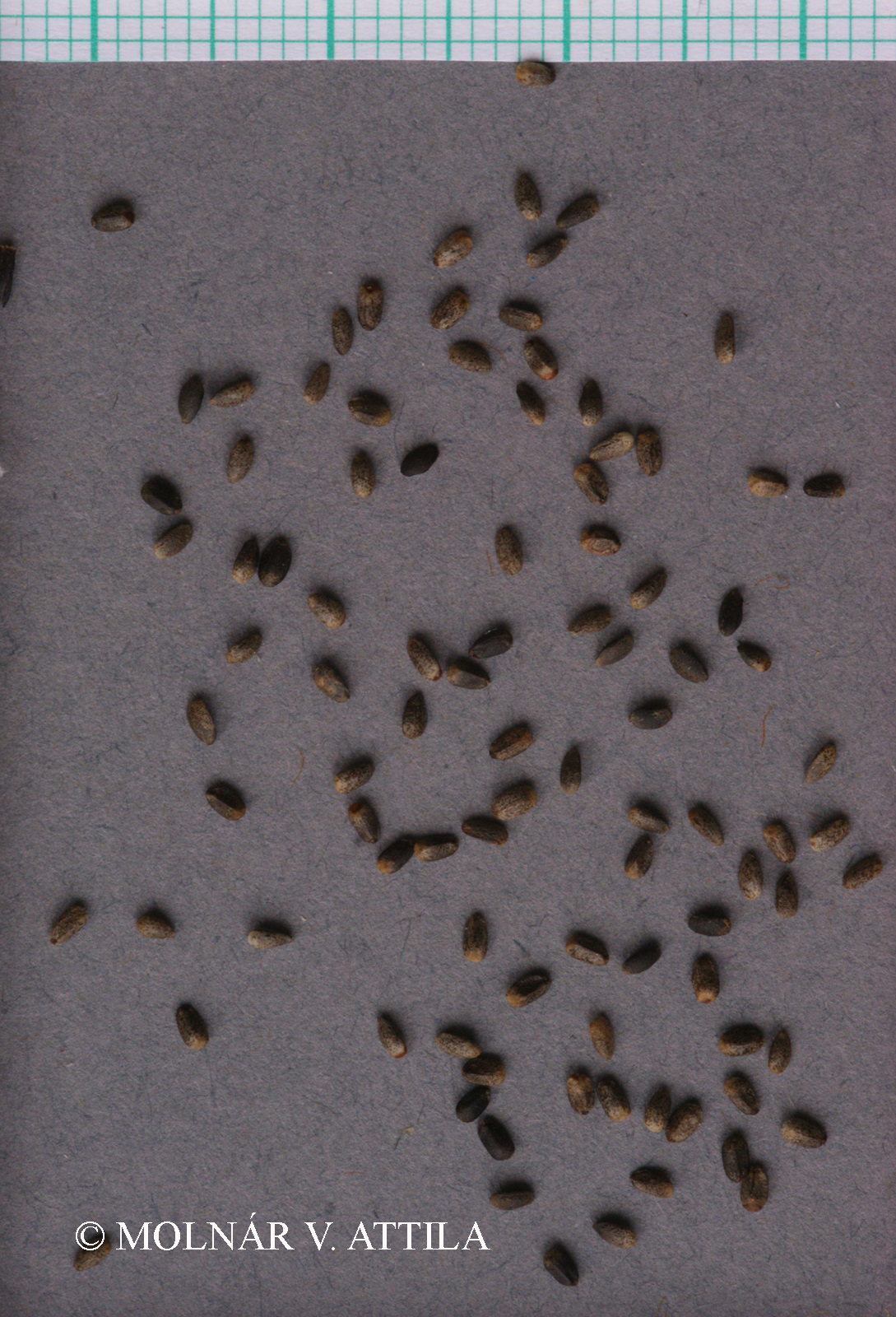 Marrubium vulgare L.